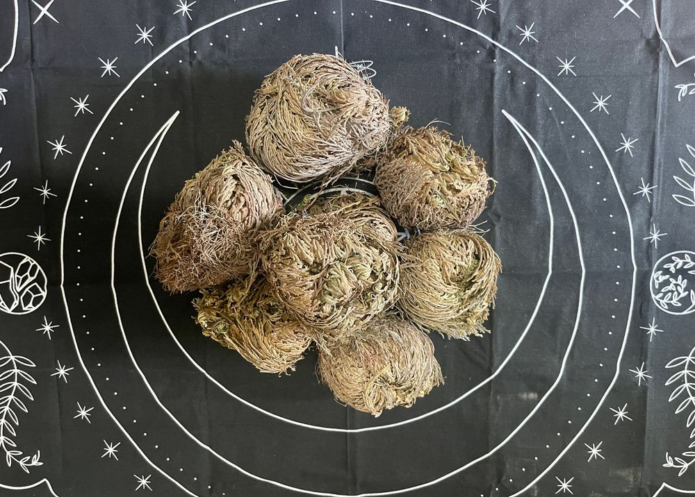 Rose of Jericho – Resurrection Plant for Abundance, Protection, Renewal, Magick